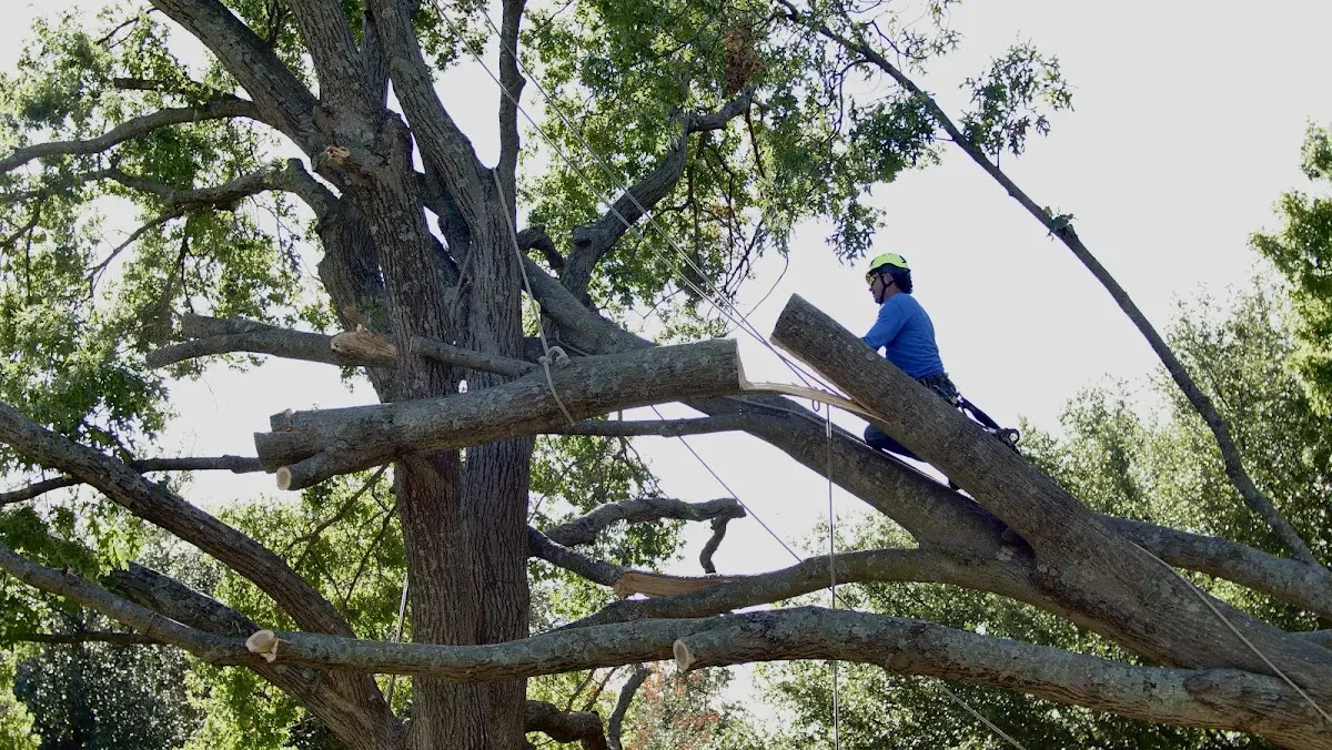 Professional Crown Thinning performed by certified arborists in Remus