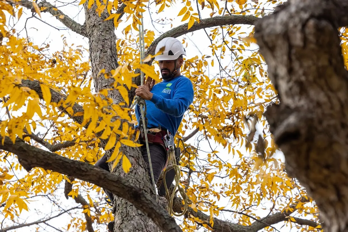 Skilled Tree Transplanting crew working in Remus